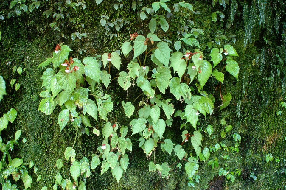 B. villifolia var. australis